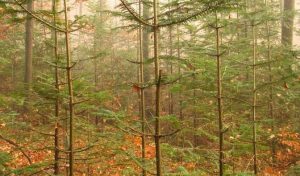 ogołocone drzewka iglaste w lesie