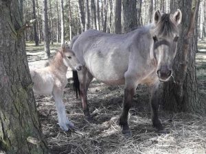 źrebak konika polskiego z klaczą