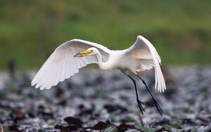 czapla biała - park narodowy dolina dolnej odry